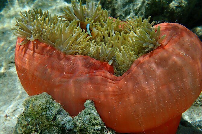 Guided Snorkeling and Relaxation on the Motu Ofetaro in Raiatea - Who Should Consider This Tour?