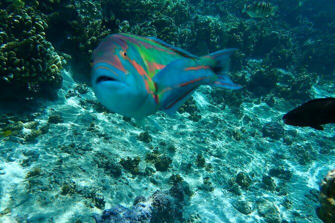 Guided Snorkeling and Relaxation on the Motu Ofetaro in Raiatea - The Sum Up