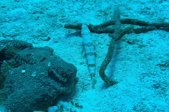 Guided Snorkeling at the Anchor and Cannon Reef in Negril - What You’ll Learn and Experience