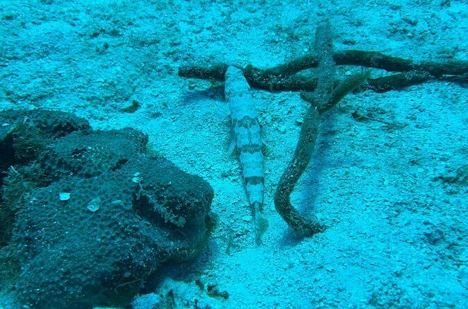 Guided Snorkeling at the Anchor and Cannon Reef in Negril - FAQ