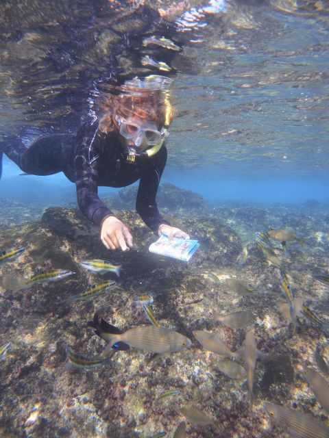 Guided Snorkeling Experience - What to Expect