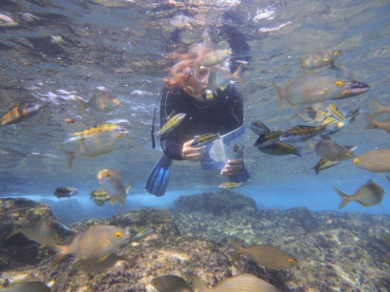 Guided Snorkeling Experience - Customer Feedback