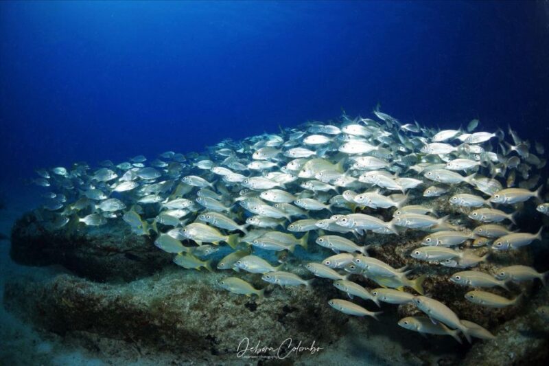 Guided Snorkeling Experience - Meeting Location