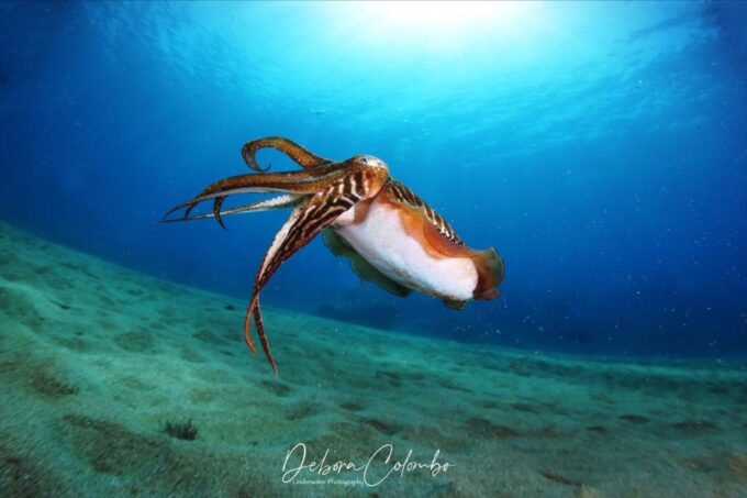 Guided Snorkeling Experience - Gear and Amenities