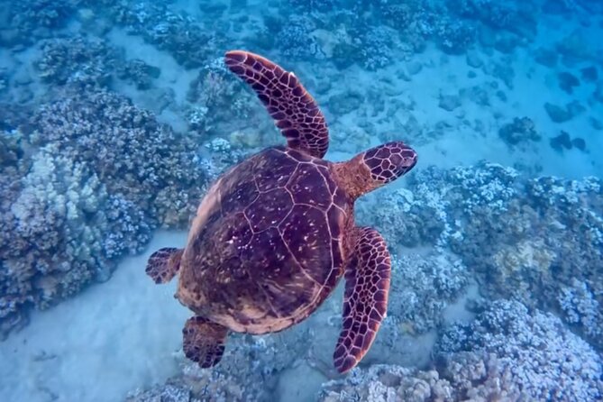 Guided Snorkeling for Beginners With Flotation Wetsuit - Health and Accessibility