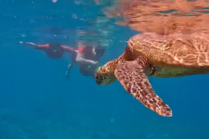 Guided Snorkeling for Beginners With Flotation Wetsuit - Customer Feedback