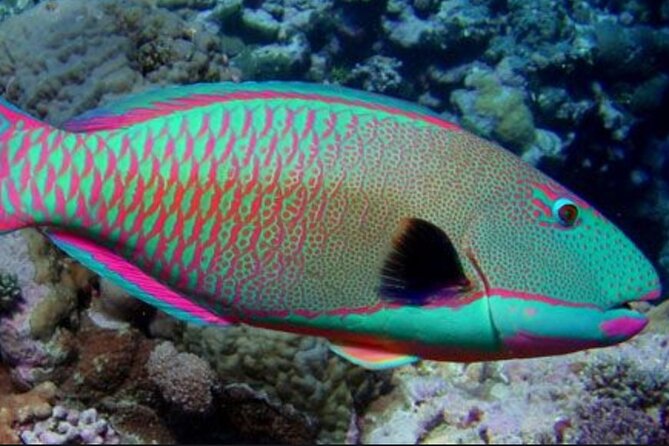 Guided Snorkeling for Beginners With Flotation Wetsuit - Exploring the Underwater World