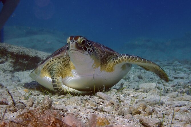 Guided Snorkeling Trip to the Turtles in Protaras - About Your Stay