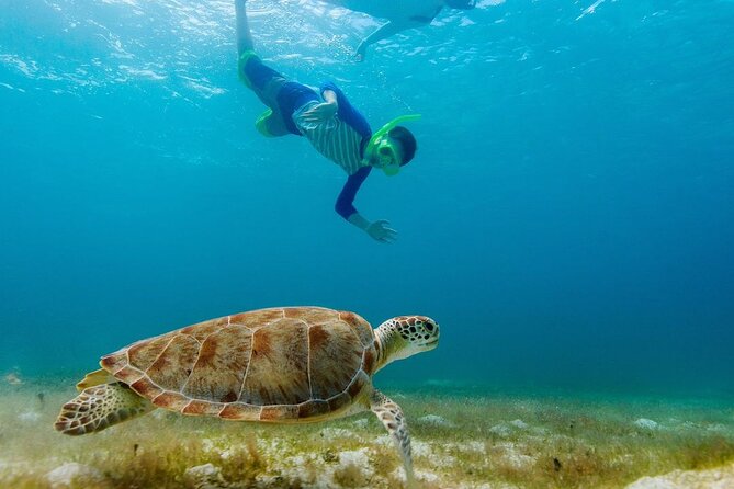 Guided Snorkeling Trip to the Turtles in Protaras - Customer Feedback