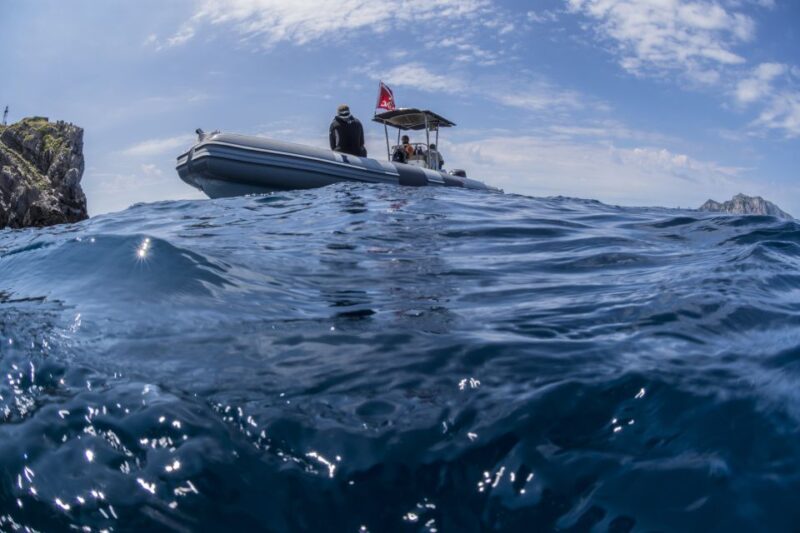 Guided Snorkelling With a Marine Biologist From Sorrento - Meeting Point and Essentials