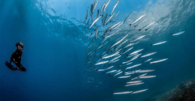 Guided Snorkelling With a Marine Biologist From Sorrento - Snorkeling Locations