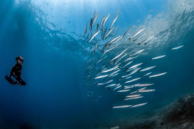 Guided Snorkelling With a Marine Biologist From Sorrento - Marine Biologist Expertise
