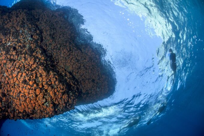 Guided Snorkelling With a Marine Biologist From Sorrento - Frequently Asked Questions