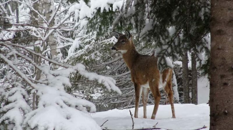 Guided Snowshoe Tour in Mont-Tremblant - Who Should Consider This Tour?