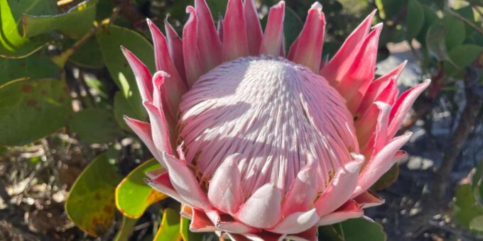 Guided Sunrise Adventurous Hike on Table Mountain, Cape Town - Suitability and Fitness Level