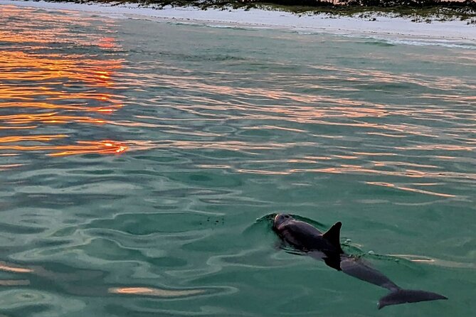 Guided Sunset and Dolphin Cruise Up to 22 Passengers in Florida - Key Points