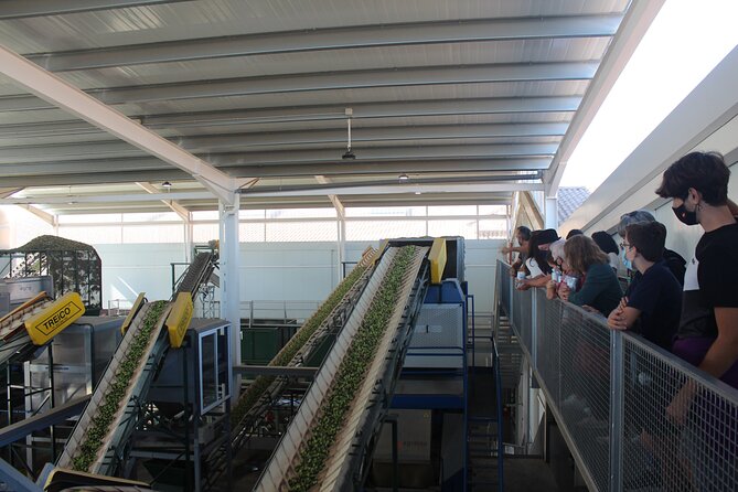 Guided Tour and Olive Oil Tasting in Alhaurin El Grande (Malaga) - Meeting and Pickup Location