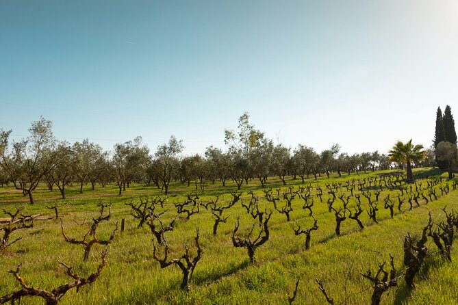Guided Tour and Olive Oil Tasting in Mallorca - Accessibility and Confirmation