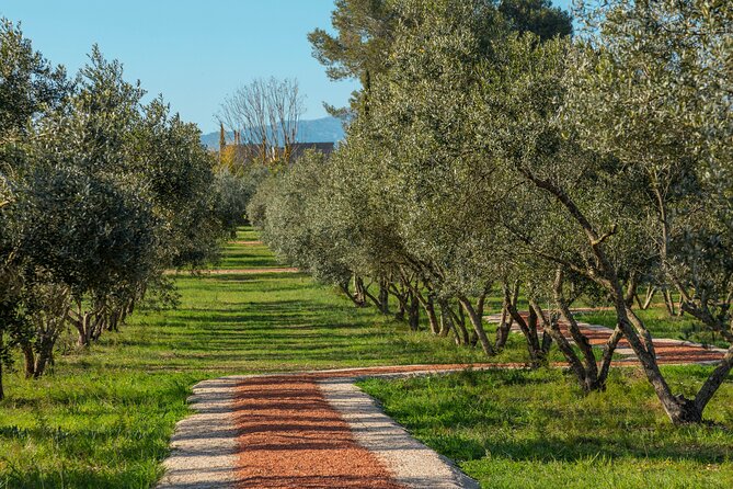 Guided Tour and Olive Oil Tasting in Mallorca - Nearby Winery Visit Recommendation