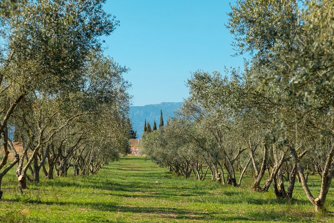 Guided Tour and Olive Oil Tasting in Mallorca - Why Visitors Recommend the Tour