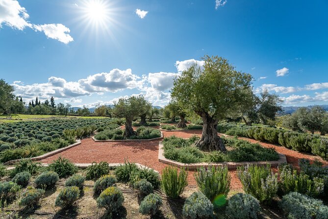 Guided Tour and Olive Oil Tasting in Ronda - Optional Lunch Offering