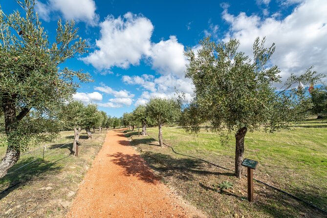 Guided Tour and Olive Oil Tasting in Ronda - Accessibility and Tour Size