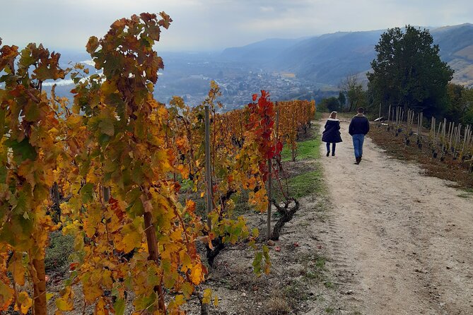 Guided Tour and Wine Tasting in the Northern Rhône Valley - Key Points