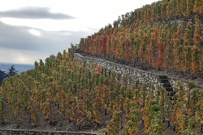Guided Tour and Wine Tasting in the Northern Rhône Valley - Cancellation Policy