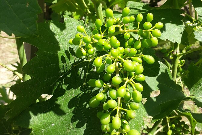 Guided Tour and Wine Tasting in the Northern Rhône Valley - Wineries and Wine Tasting