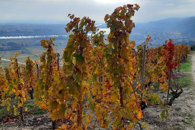 Guided Tour and Wine Tasting in the Northern Rhône Valley - Specialized Guide and Expertise