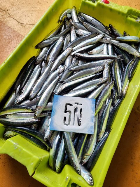 Guided Tour at the Anchovy Factory of Santoña - Recap