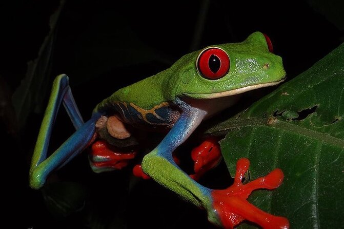 Guided Tour in Manuel Antonio National Park! - Meeting and End Points