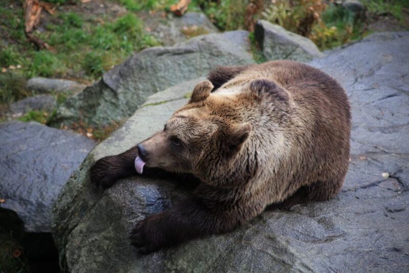 Guided Tour in Ranua Zoo With Hotel Pick up - Booking Information