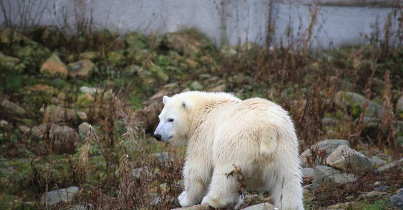 Guided Tour in Ranua Zoo With Hotel Pick up - Transportation and Dining Included
