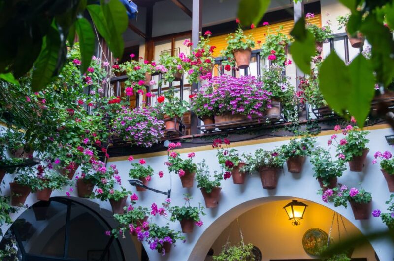 Guided Tour in Spanish to the Courtyards of Córdoba - Tour Pricing