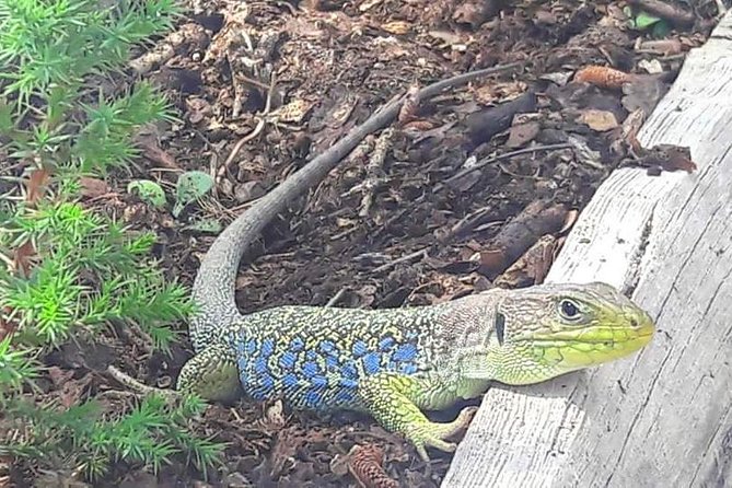 Guided Tour in the Enchanted City - Cancellation Policy