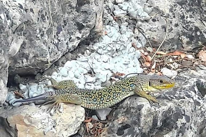 Guided Tour in the Enchanted City - Preparing for the Guided Tour