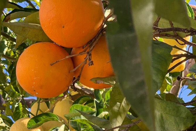 Guided Tour of a Historic Lemon Grove in Sorrento - Booking Information