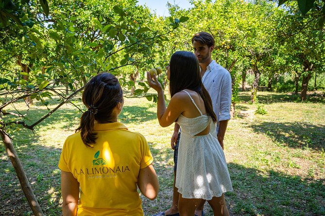 Guided Tour of a Historic Lemon Grove in Sorrento - Lemon Cultivation and History