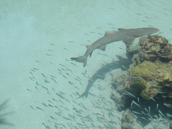Guided Tour of Coral World Ocean Park & Happy Hour - About Your Stay