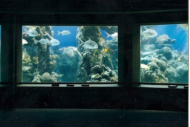 Guided Tour of Coral World Ocean Park & Happy Hour - Guided Tour Highlights