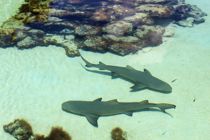 Guided Tour of Coral World Ocean Park & Happy Hour - Turtles, Stingrays, and More