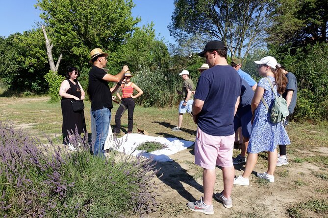 Guided Tour of Lavender Distillery Between Provence & Camargue - Seasonal Production Video