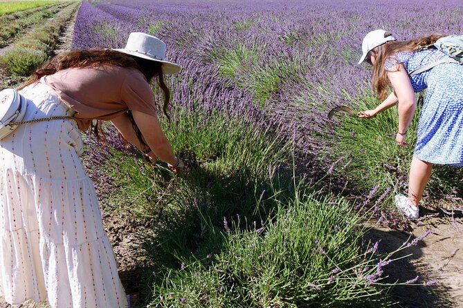 Guided Tour of Lavender Distillery Between Provence & Camargue - Amenities and Accessibility