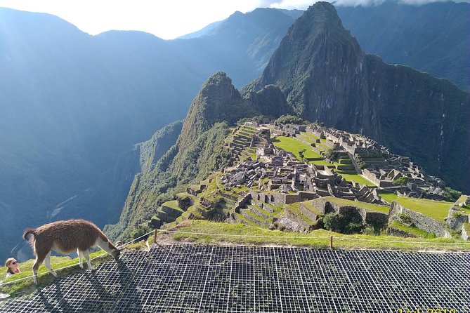 Guided Tour of Machupicchu: Private and Flexible 3 Hours - Reviews and Feedback