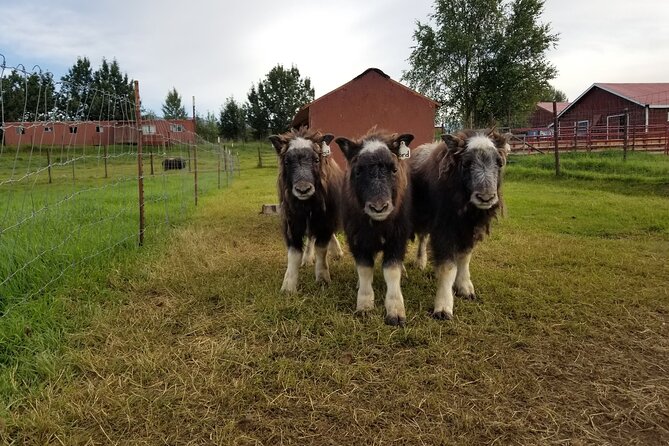 Guided Tour of Musk Ox Farm & Scenic Drive From Anchorage - Key Points