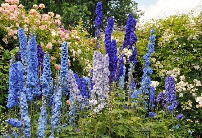 Guided Tour of the Alaska Botanical Garden - Garden Accessibility Information