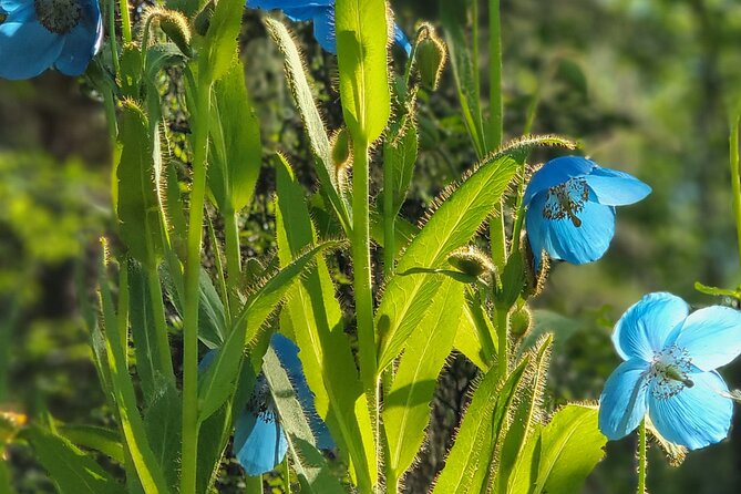 Guided Tour of the Alaska Botanical Garden - Feedback and Reviews