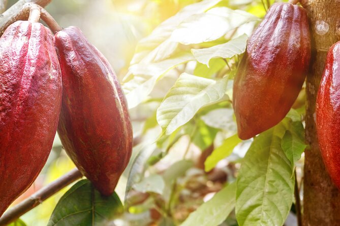 Guided Tour of the Artisan Chocolate Factory in Tuscany - Meeting Point and Pickup