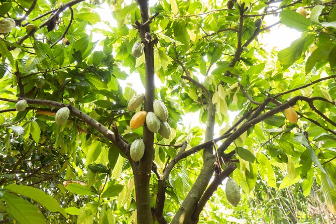 Guided Tour of the Artisan Chocolate Factory in Tuscany - Private Tour and Learning Experience